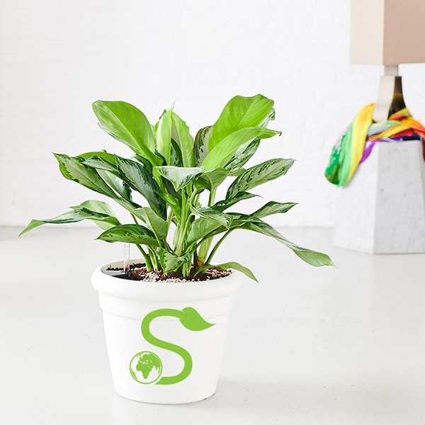 Cây bạch mã để bàn làm việc hợp tuổi Tân Hợi