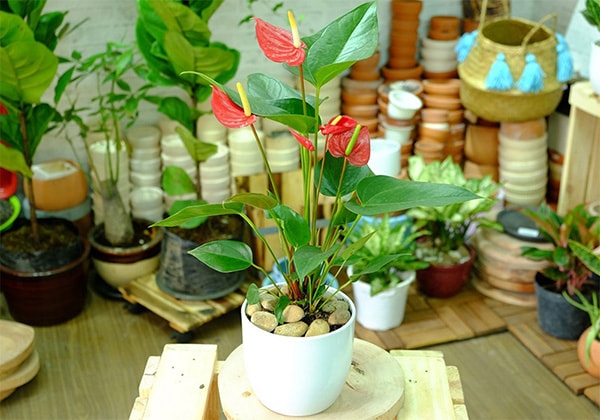 Cây hồng môn để bàn hợp tuổi Ất Hợi 1995