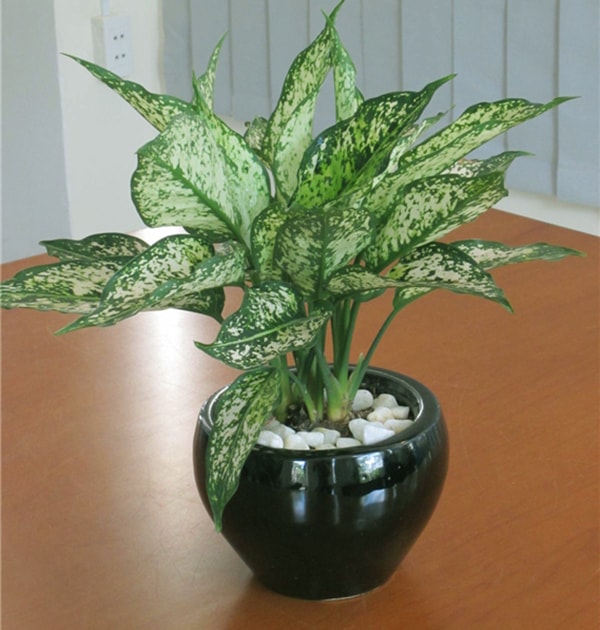 Cây ngọc ngân mang ý nghĩa về sự may mắn và thịnh vượng