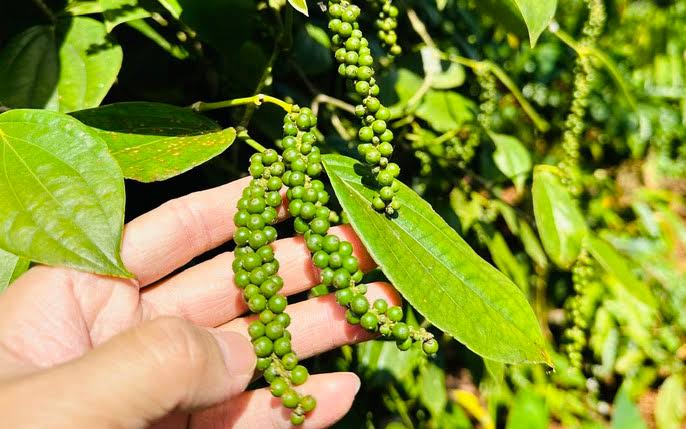 Hồ tiêu Bà Rịa – Vũng Tàu – tiêu đất đỏ và câu chuyện chất lượng
